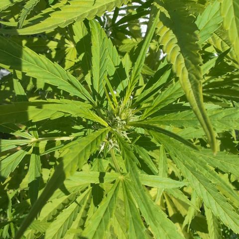 LSD1 growlog timeline photo