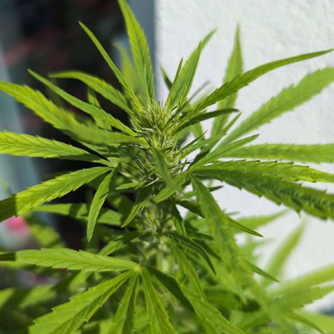 LSD1 growlog timeline photo