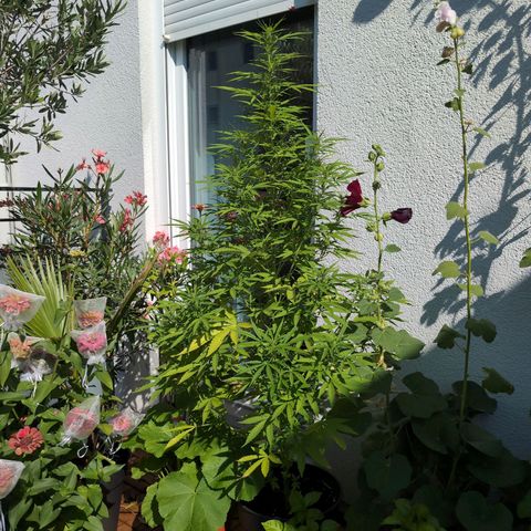 LSD1 growlog timeline photo