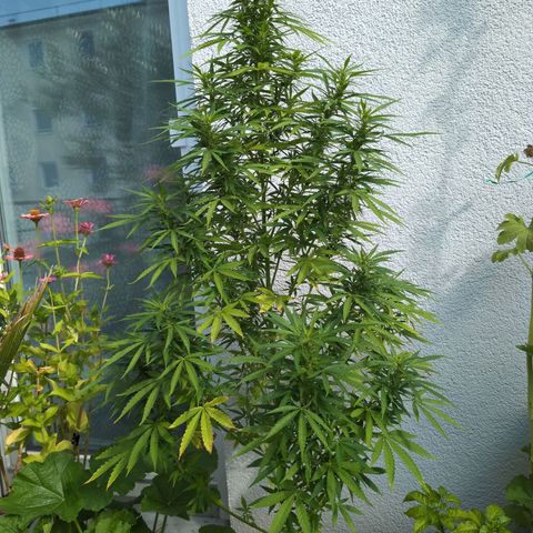 LSD1 growlog timeline photo