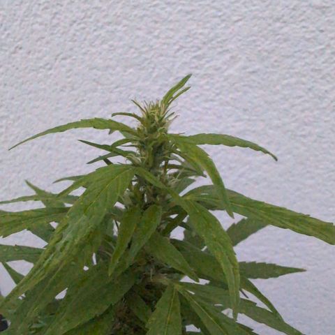 LSD1 growlog timeline photo