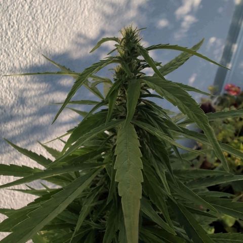 LSD1 growlog timeline photo