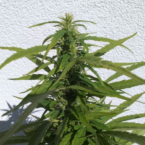 LSD1 growlog timeline photo