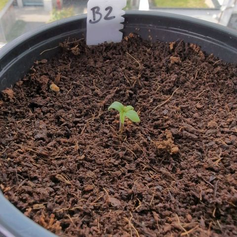 B2 growlog timeline photo