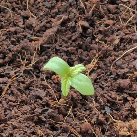 B2 growlog timeline photo