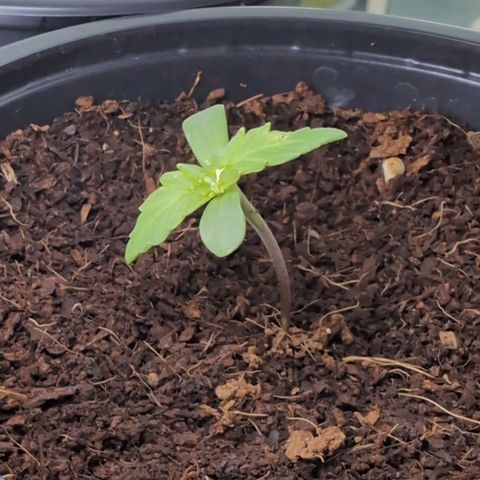 B2 growlog timeline photo