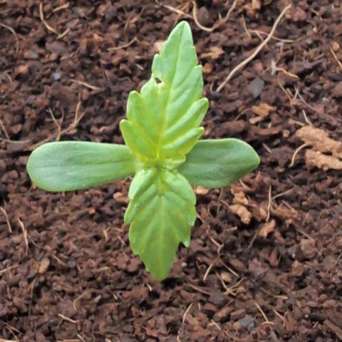 B2 growlog timeline photo