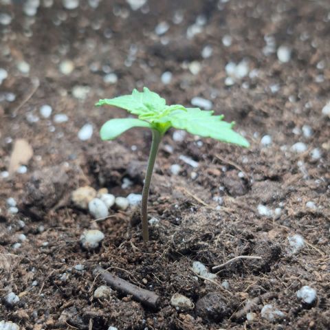 B2 growlog timeline photo