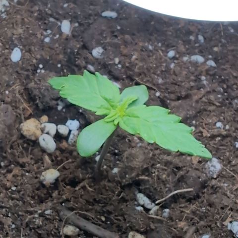 B2 growlog timeline photo