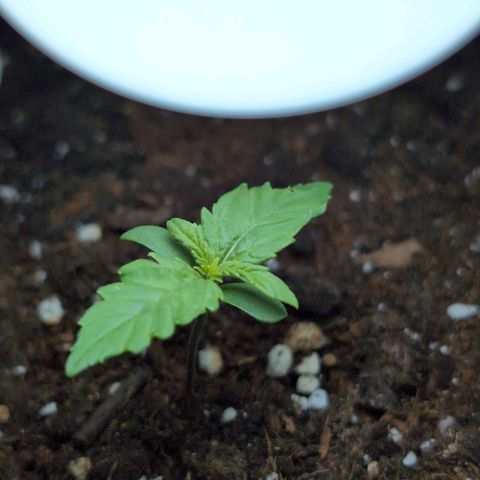 B2 growlog timeline photo