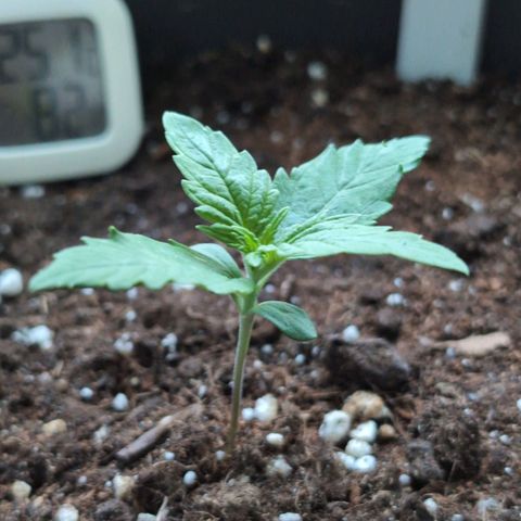 B2 growlog timeline photo