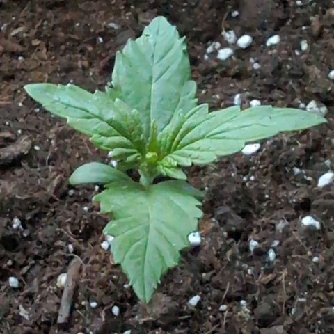 B2 growlog timeline photo