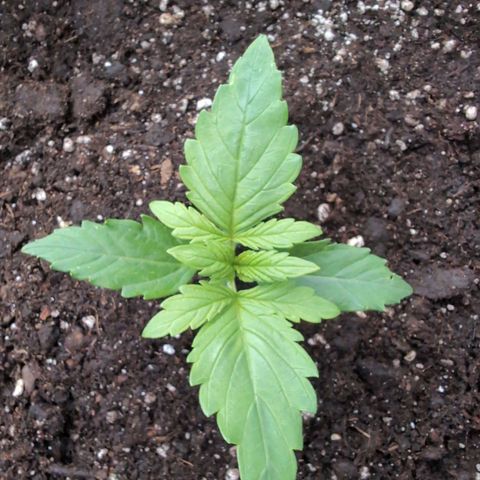 B2 growlog timeline photo