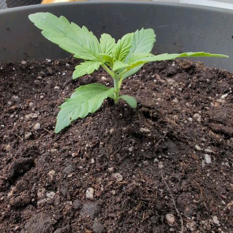 B2 growlog timeline photo