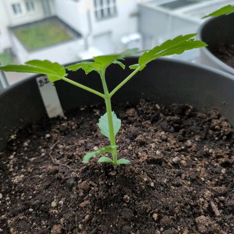 B2 growlog timeline photo