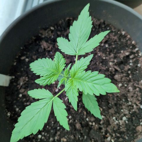 B2 growlog timeline photo