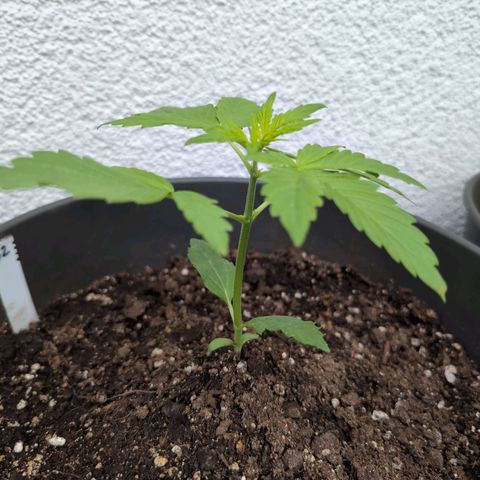 B2 growlog timeline photo