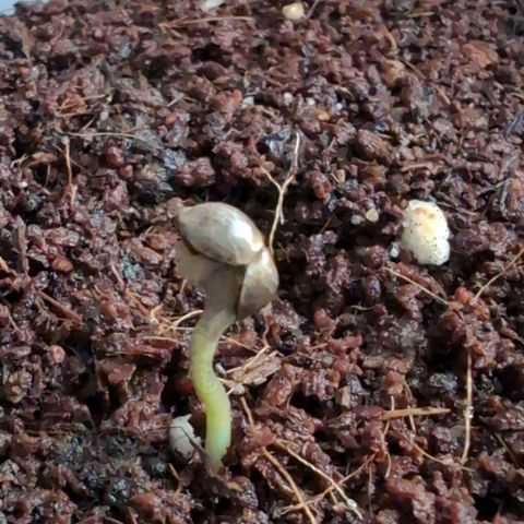 GZ1 growlog timeline photo