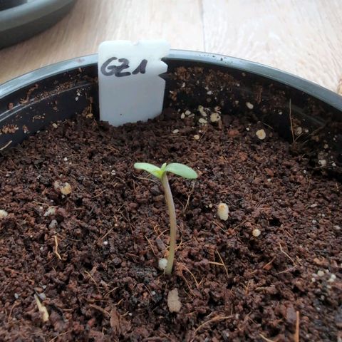 GZ1 growlog timeline photo