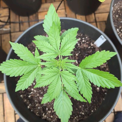 B2 growlog timeline photo