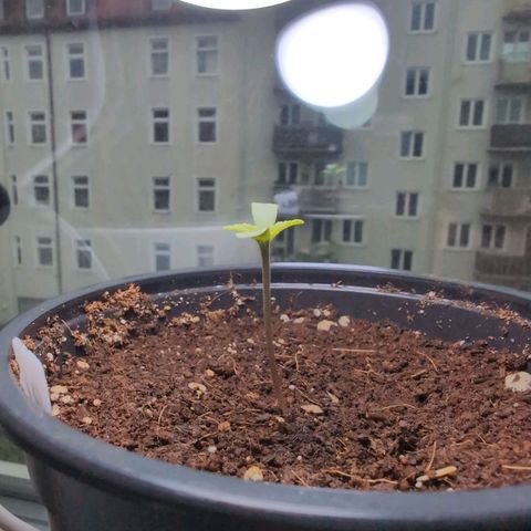 GZ1 growlog timeline photo