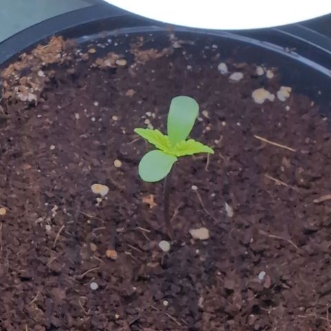 GZ1 growlog timeline photo