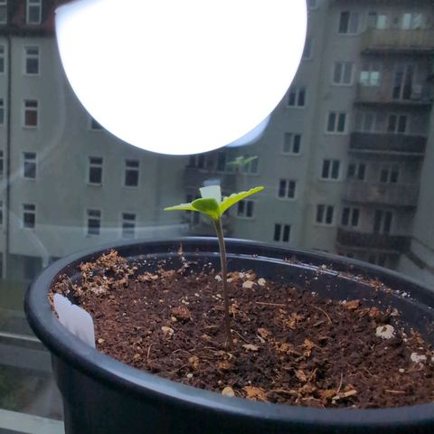 GZ1 growlog timeline photo