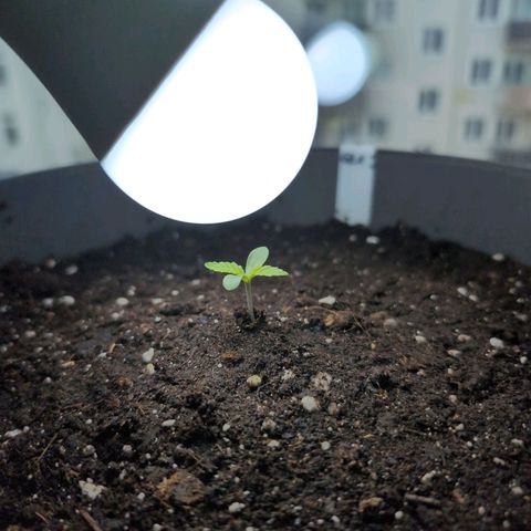 GZ1 growlog timeline photo