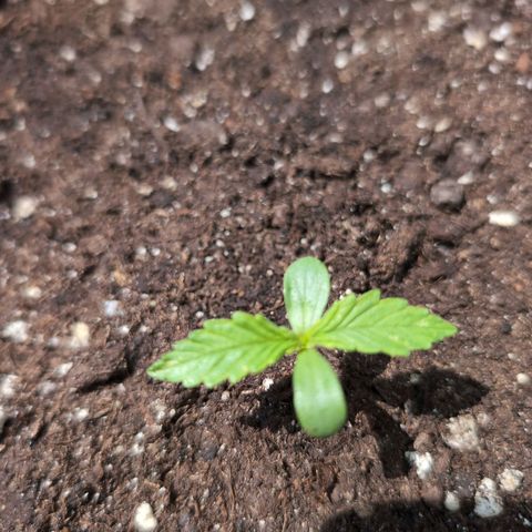 GZ1 growlog timeline photo