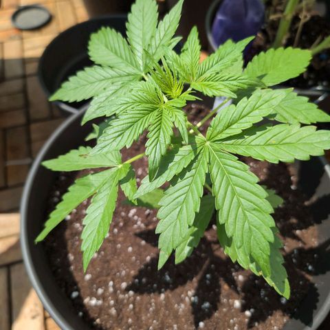 B2 growlog timeline photo