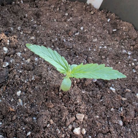 GZ1 growlog timeline photo