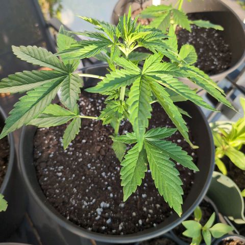B2 growlog timeline photo