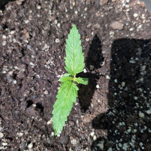 GZ1 growlog timeline photo