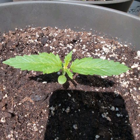 GZ1 growlog timeline photo