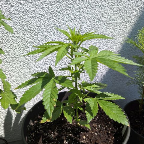 B2 growlog timeline photo