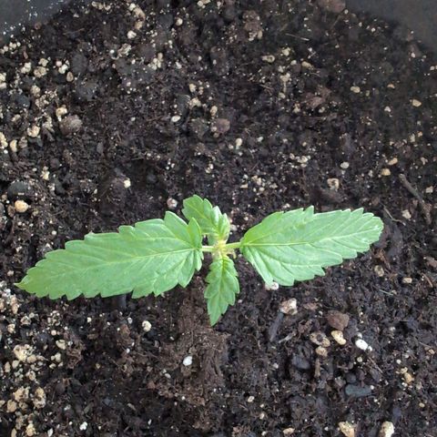 GZ1 growlog timeline photo