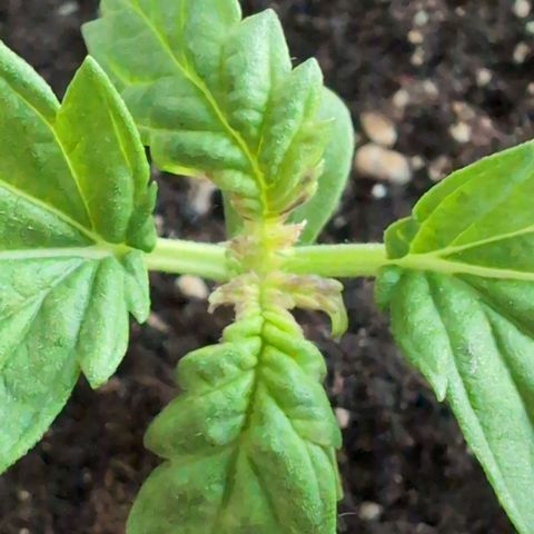 GZ1 growlog timeline photo