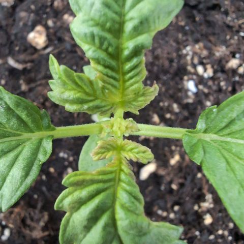 GZ1 growlog timeline photo