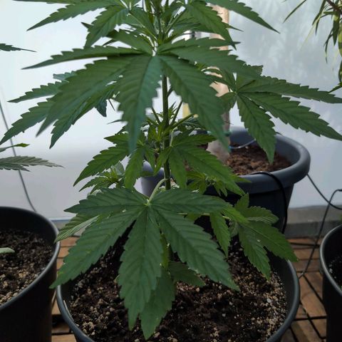 B2 growlog timeline photo
