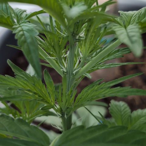 B2 growlog timeline photo