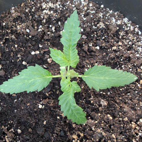 GZ1 growlog timeline photo
