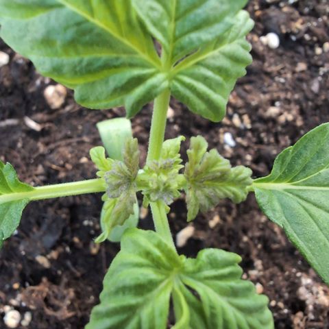 GZ1 growlog timeline photo