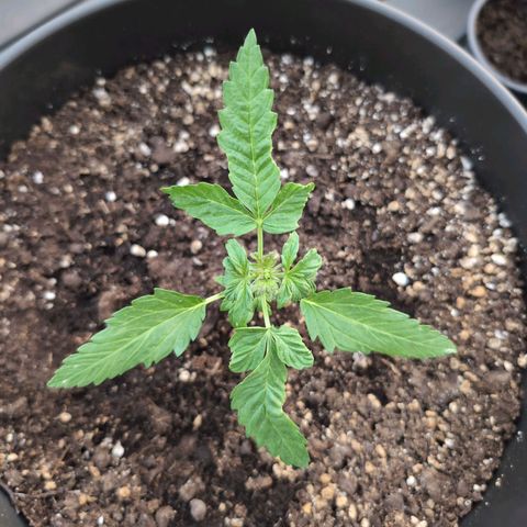 GZ1 growlog timeline photo
