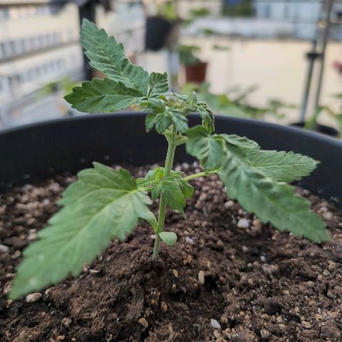 GZ1 growlog timeline photo