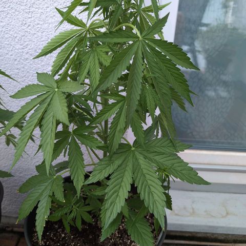 B2 growlog timeline photo