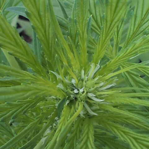B2 growlog timeline photo