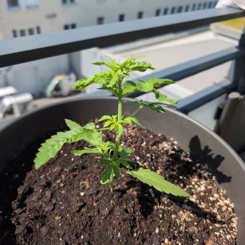 GZ1 growlog timeline photo