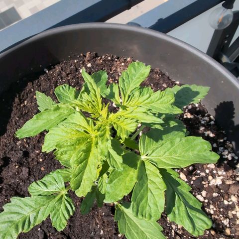 GZ1 growlog timeline photo