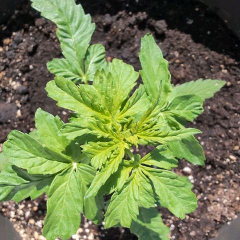 GZ1 growlog timeline photo