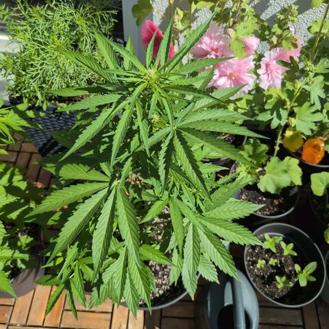 B2 growlog timeline photo